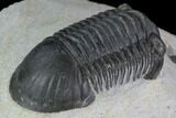 Paralejurus Trilobite Fossil - Ofaten, Morocco #87577-4